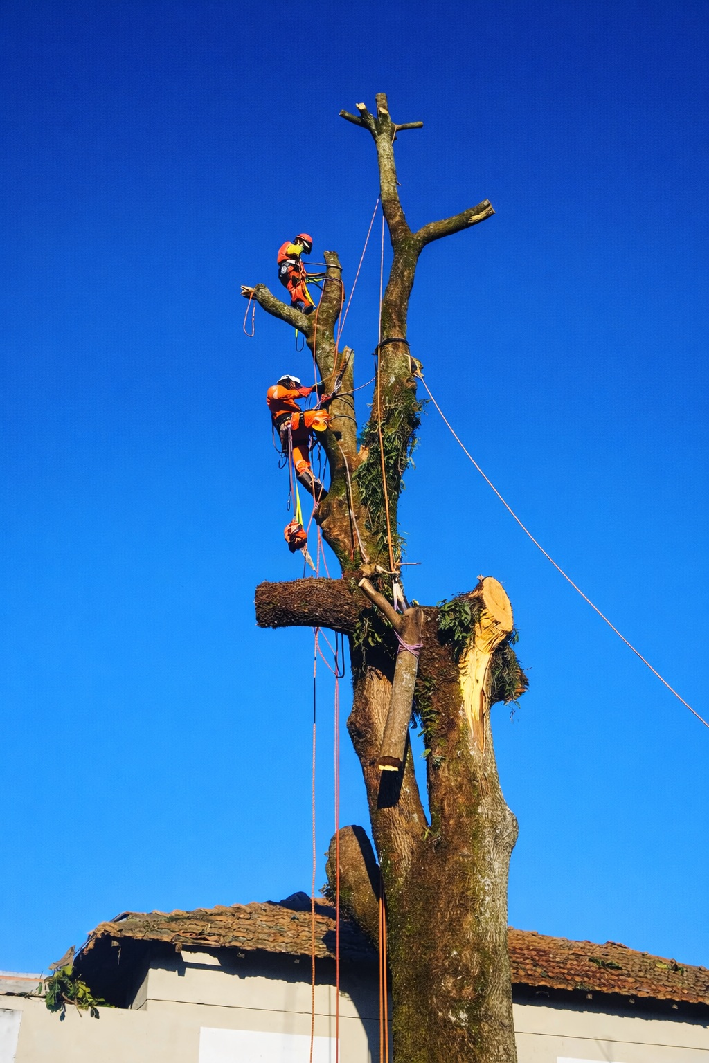 Serviços de arboricultura e poda em altura